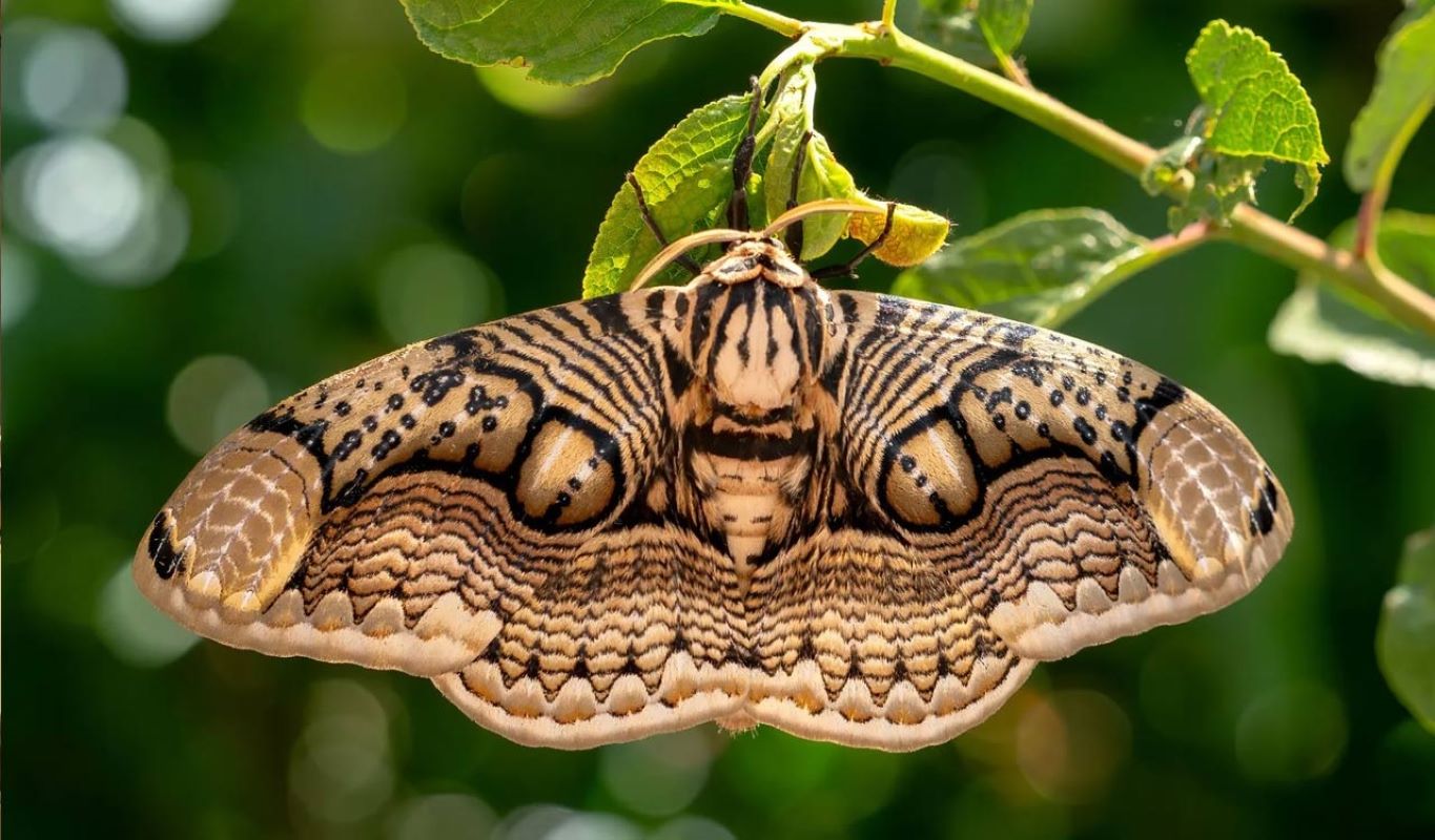 Scientists from the western regional centre of the Zoological Survey of India, Pune, announced the discovery of a new Forester Moth species from the Kali Tiger Reserve